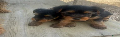 Yorkshire Terrier 1
