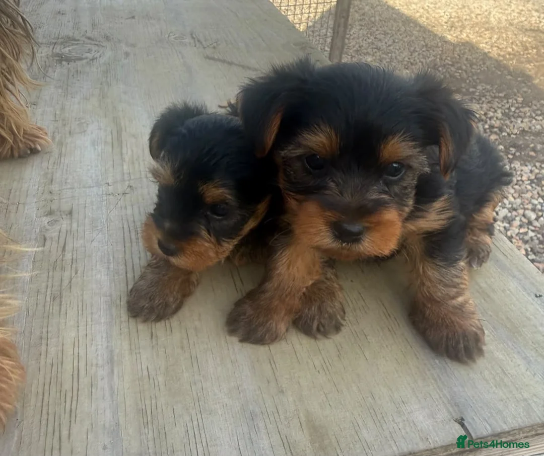 Yorkshire Terrier dogs for sale: One male puppy - Advert 2