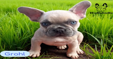 French Bulldog dogs - Advert 4