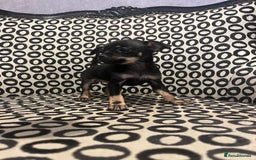 Russian Toy Terrier dogs for sale: Russian toy terrier puppies for sale - Image 2