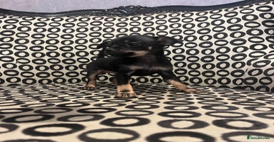 Russian Toy Terrier dogs - Advert 1