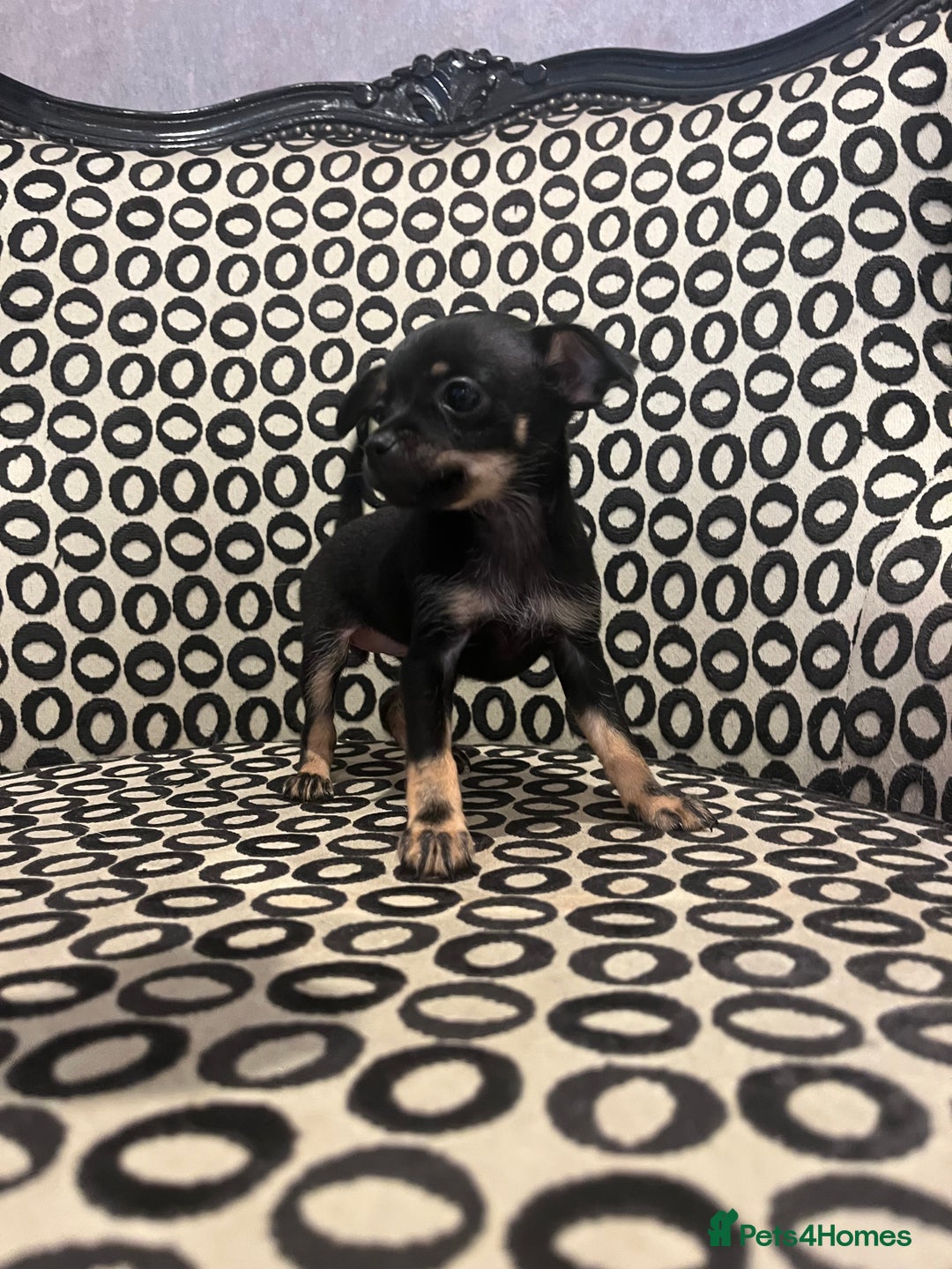 Russian Toy Terrier dogs for sale: Russian toy terrier puppies for sale - Image 2