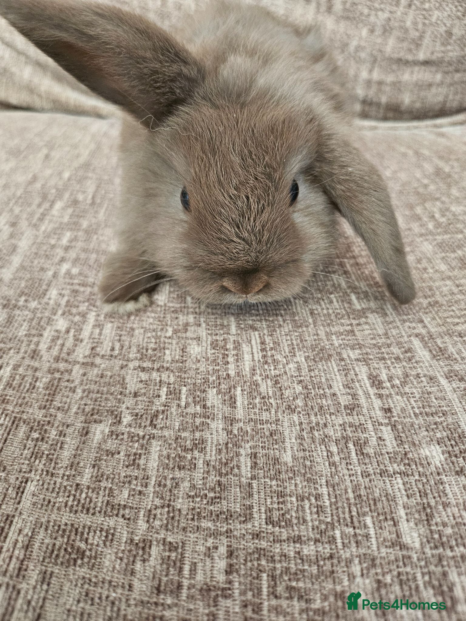 Mini Lop rabbits Mini Lops for Sale - Advert 5