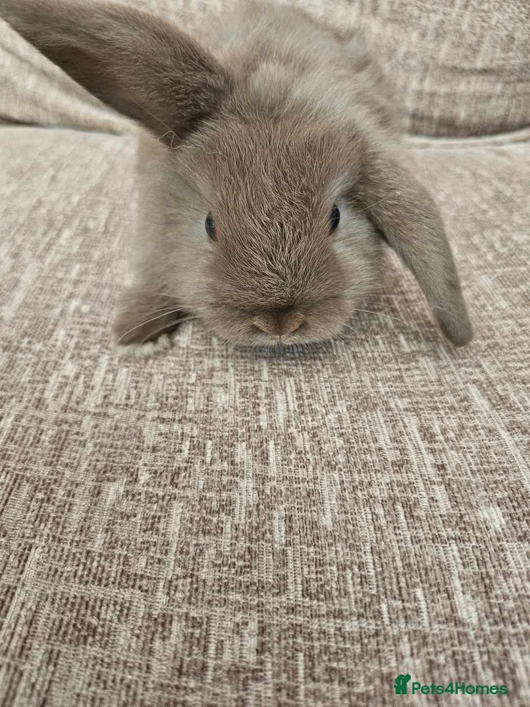 Mini Lop rabbits for sale: Mini Lops for Sale - Advert 1