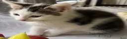 Mixed Breed cats for sale: 6 Lovely kittens for sale  - Advert 11