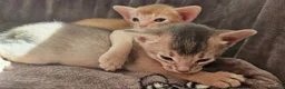 Abyssinian cats for sale: Beautiful Abyssinian Kittens  - Advert 7