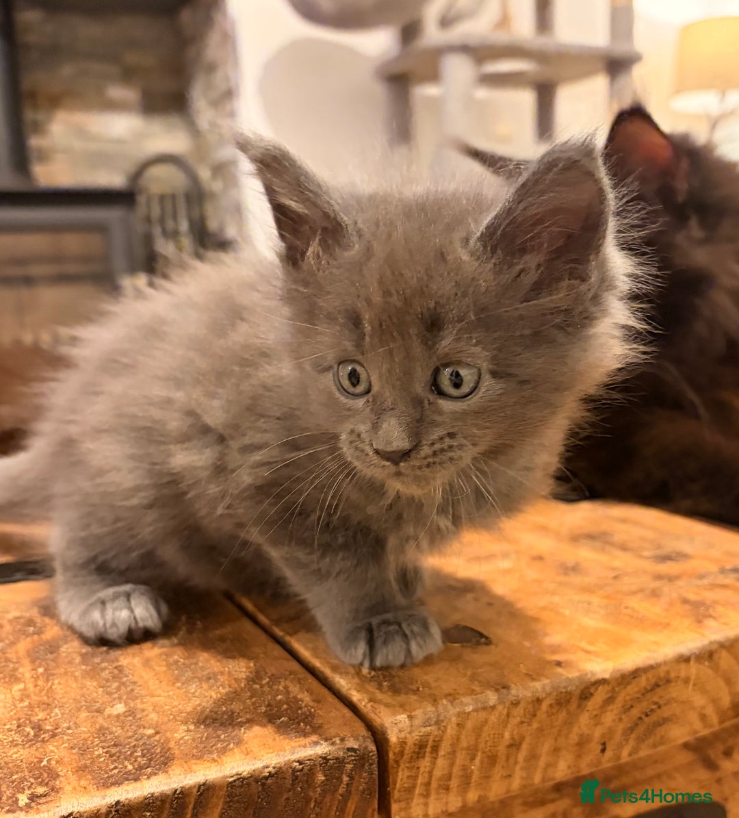 Maine Coon cats for sale: Halloween babies 🎃🐈‍⬛ 2 girls left - Advert 35