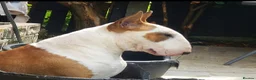 Bull Terrier dogs for stud: Stud English Bull Terrier  - Advert 6