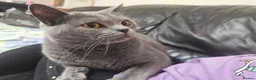 British Shorthair cats for sale: Blue British shorthair female (2y old) in Northwich - Advert 5