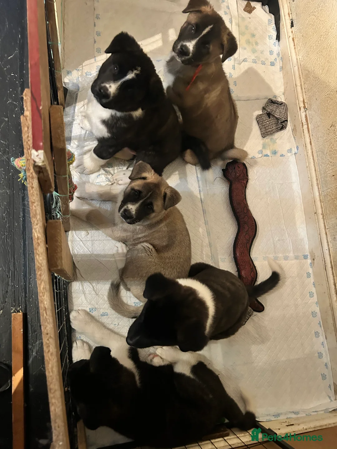 Akita dogs for sale: American Akita Puppy - Advert 17