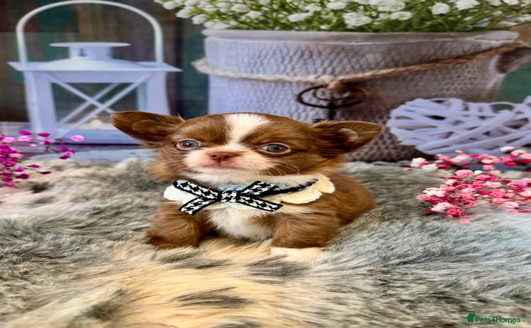 Chihuahua dogs - Advert 3
