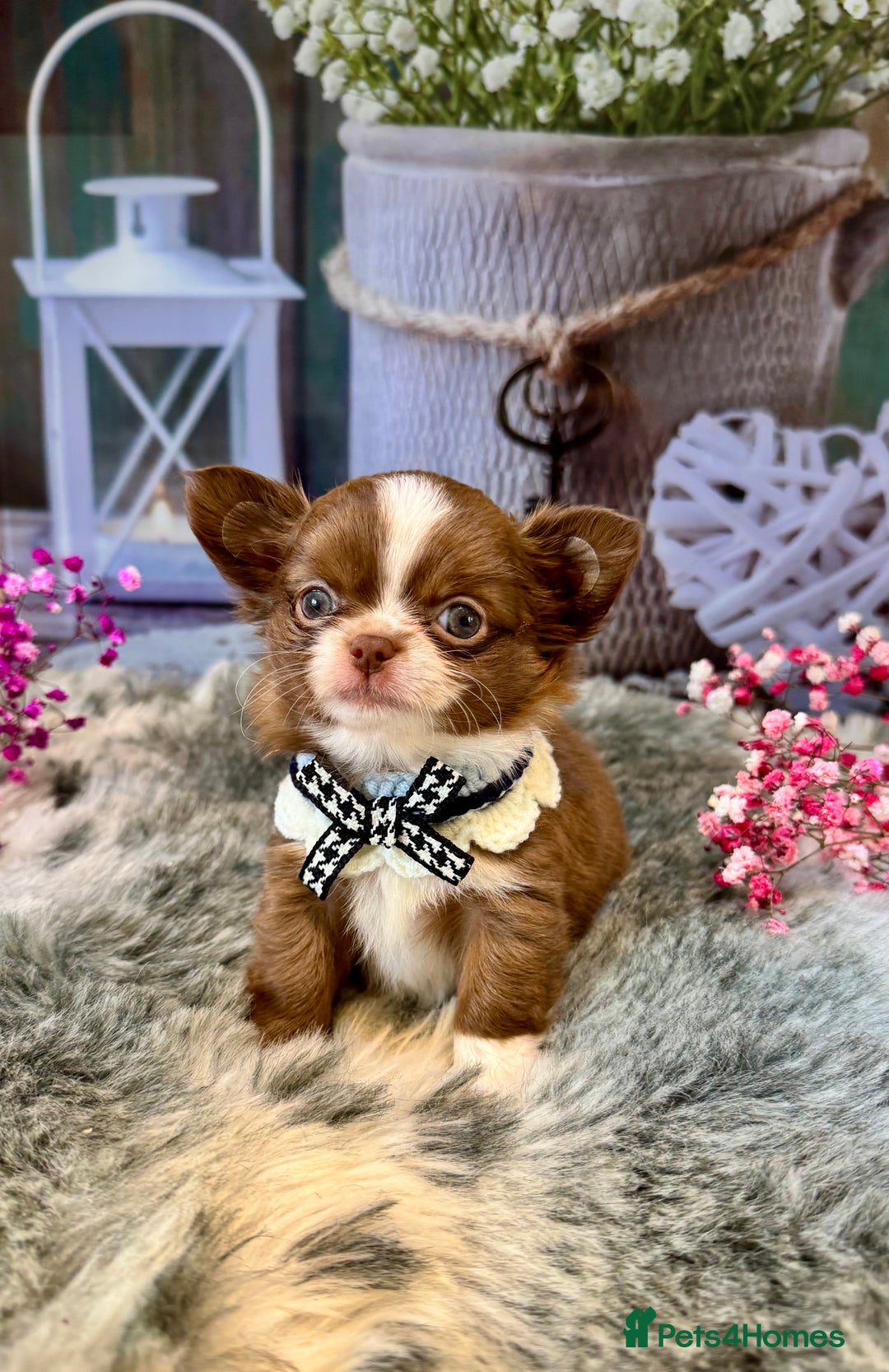 Chihuahua dogs for sale: 🤎💛Exquisite KC LC Chihuahuas🤎💛  - Image 1