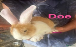Continental Giant rabbits for sale: White Eared Continental Giant Buck & Doe READY NOW - Image 2
