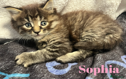 Maine Coon cats for sale: Stunning Half Maine coon kittens  - Image 8