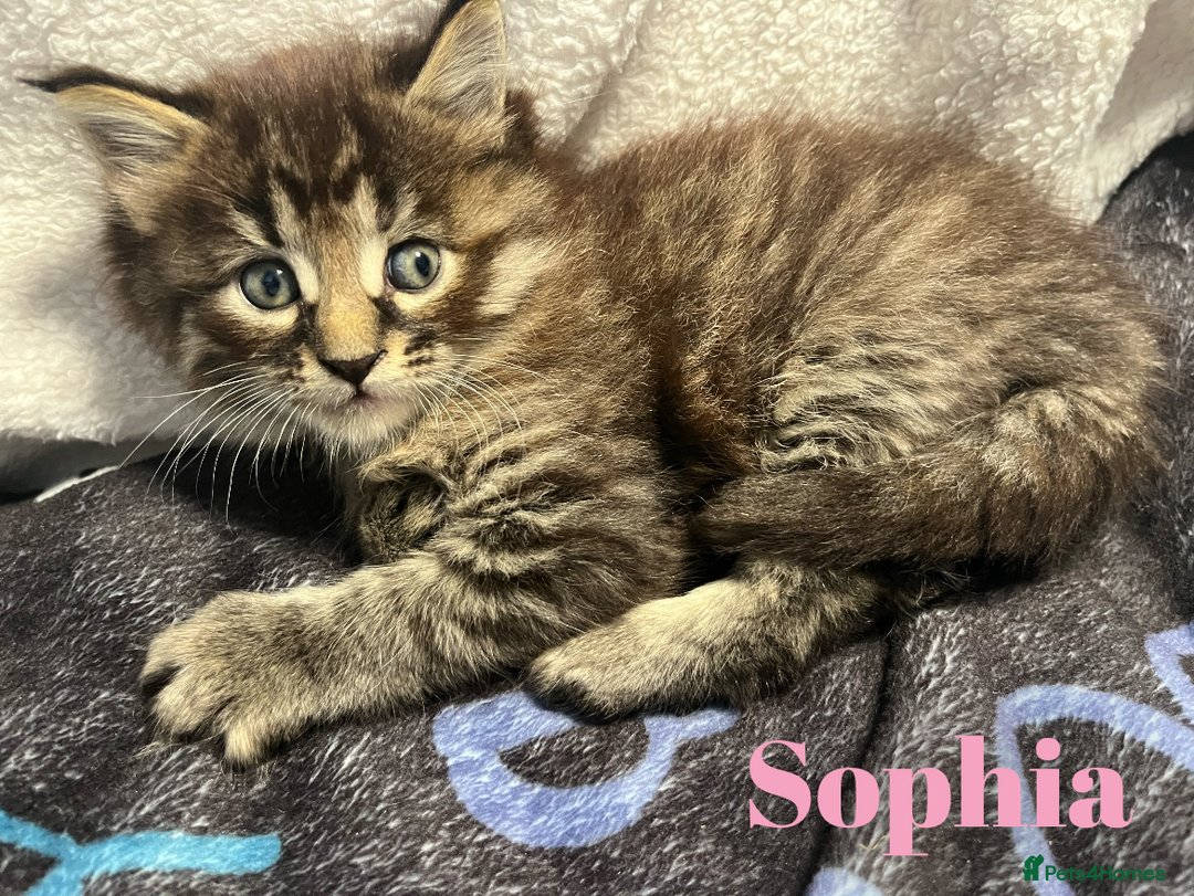 Maine Coon cats for sale: Stunning Half Maine coon kittens  - Image 8