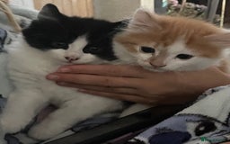 Mixed Breed cats for sale: Long haired kittens - Image 8