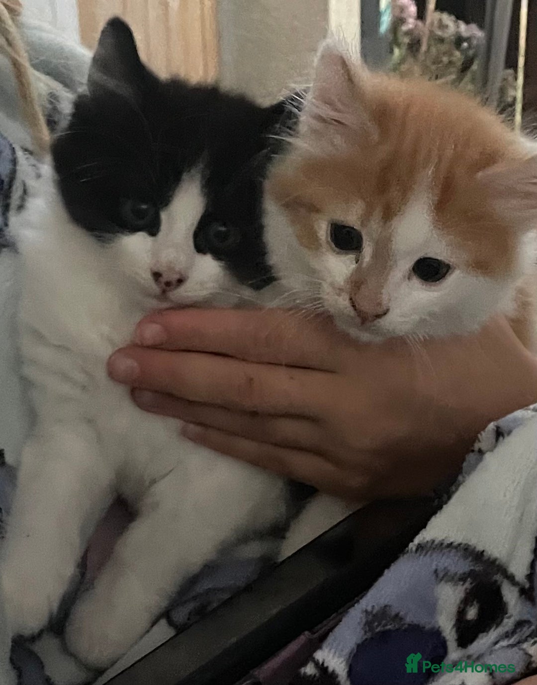 Mixed Breed cats for sale: Long haired kittens - Image 8