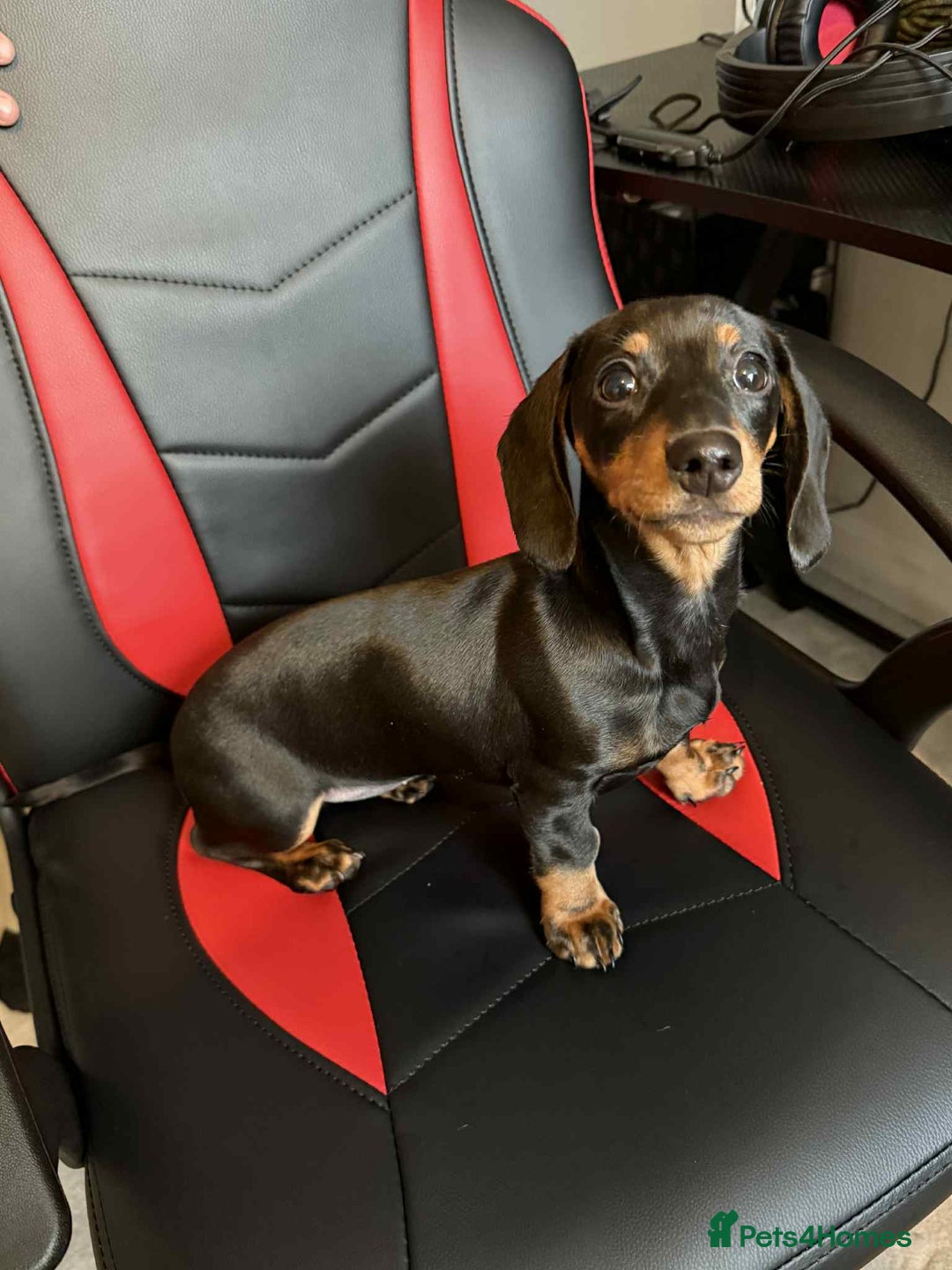 Miniature Dachshund dogs for sale: Female miniature dachshund  - Advert 1