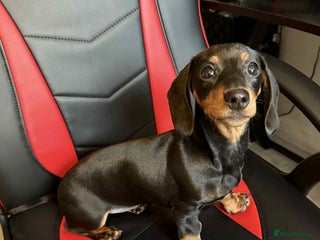 Miniature Dachshund dogs Female miniature dachshund - Advert 3