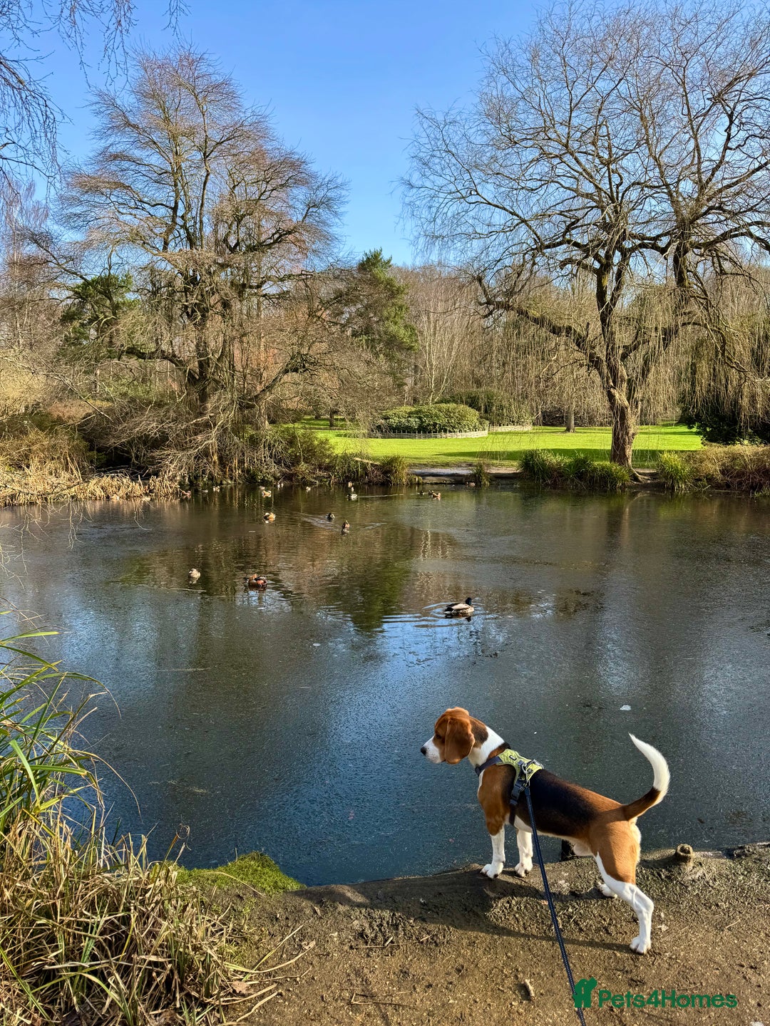 Beagle dogs for stud: Description  - Image 3
