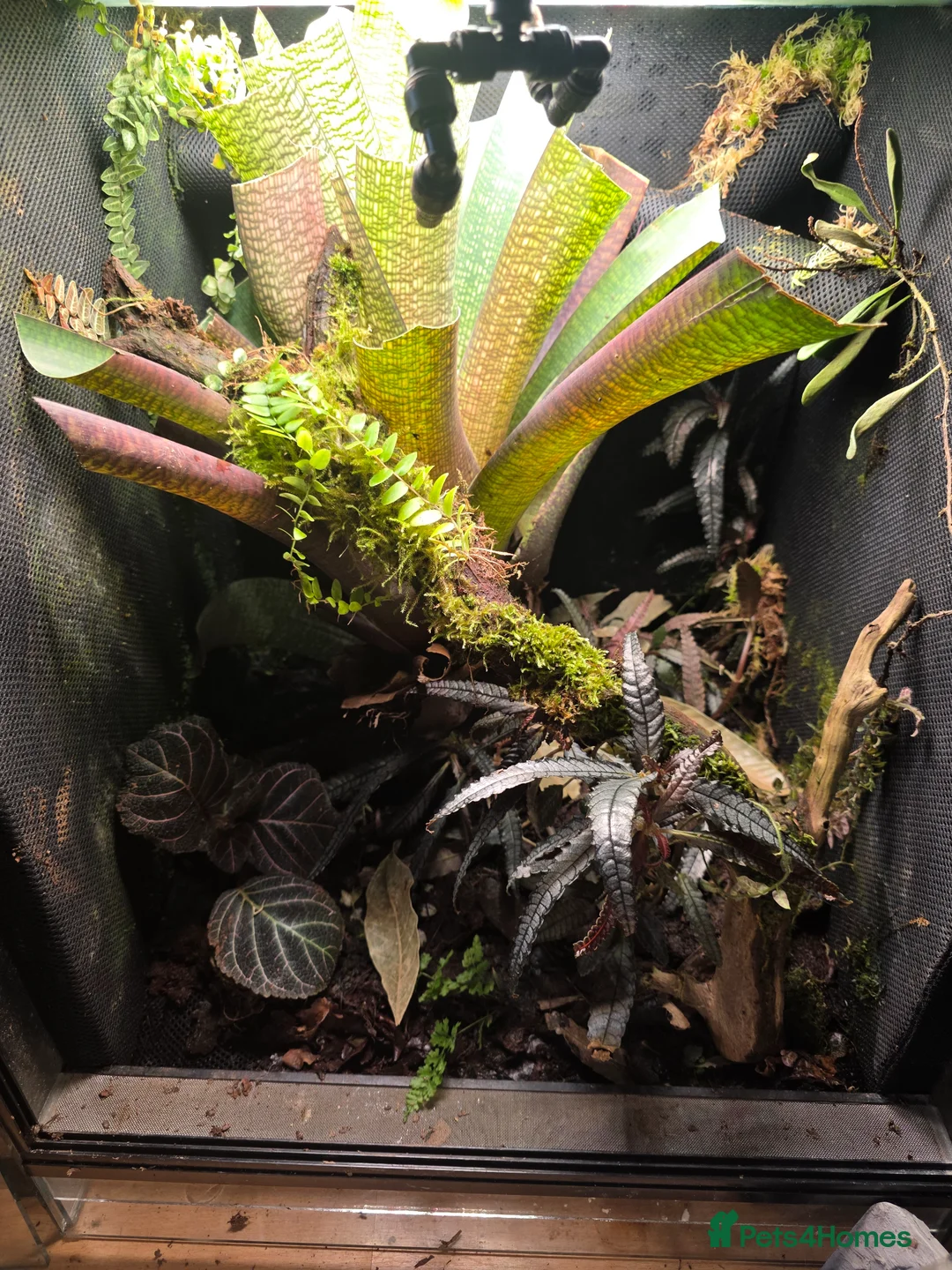Frog reptiles for sale: Established Bromeliad Dart Frog Vivarium 50x50x60 - Advert 1