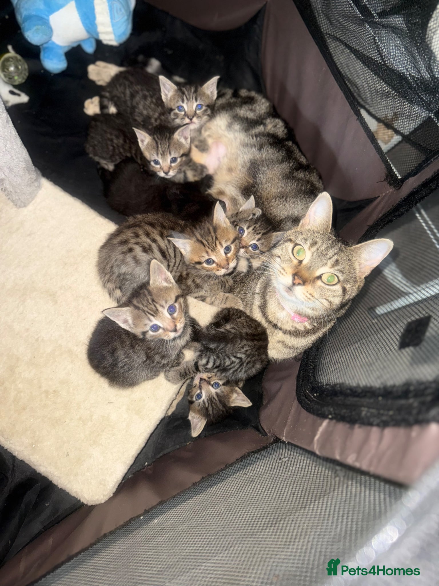 Mixed Breed cats 7 beautiful kittens mixed mainecoon  - Advert 15