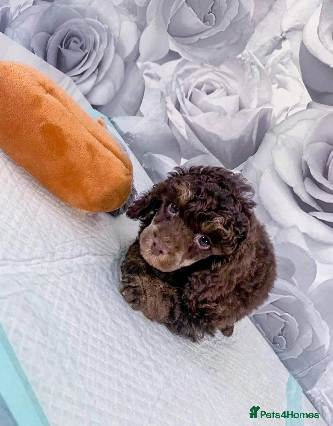 Toy Poodle dogs for stud: Stunning KC None fading Chocolate Phantom stud in Rickmansworth - Advert 5