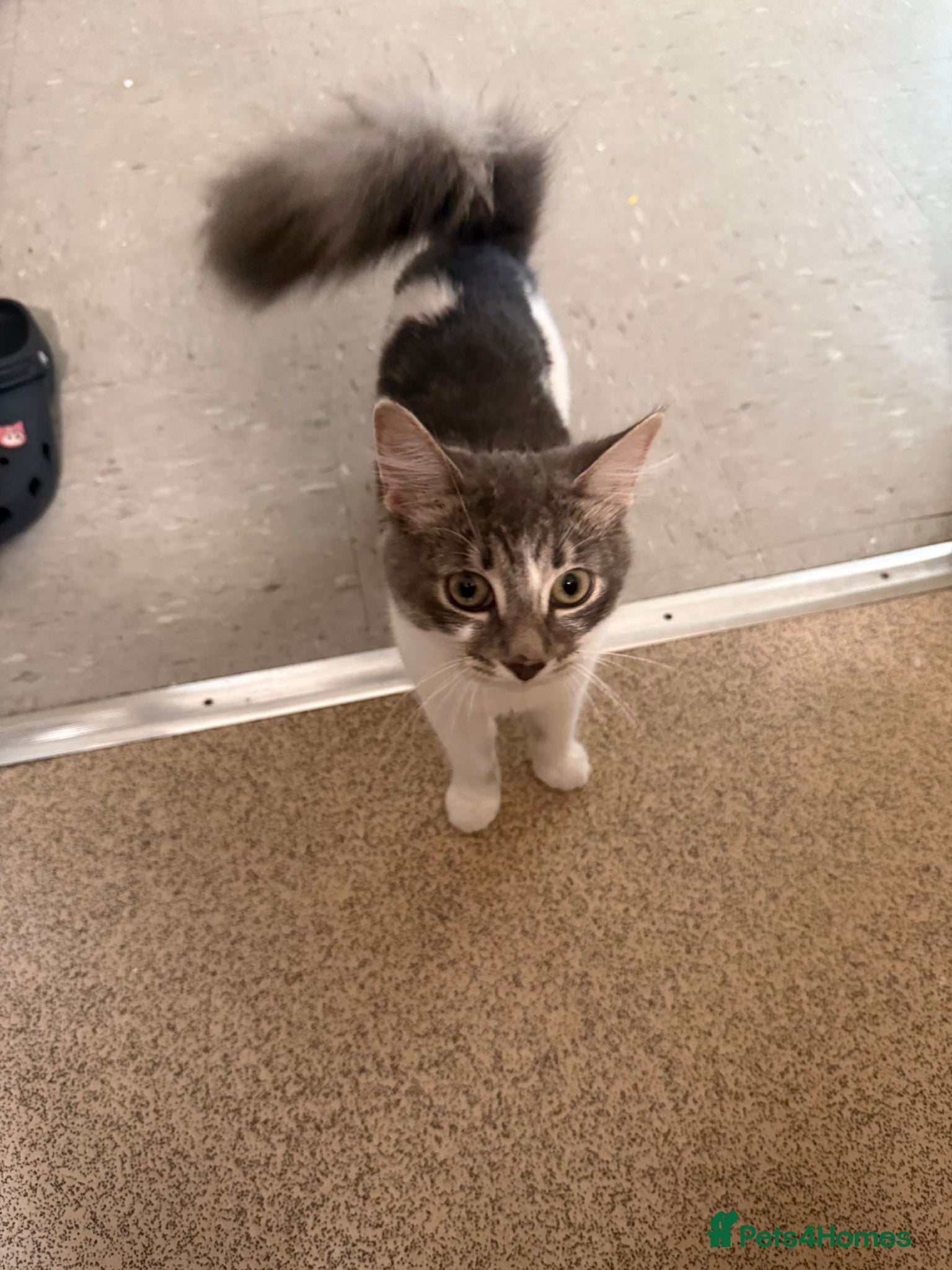 Mixed Breed cats Lovely kitten for sale  - Advert 2