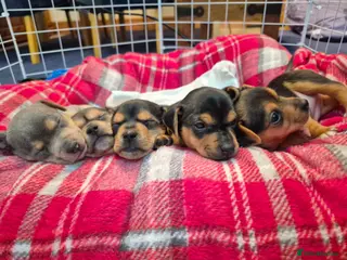 Jack Russell dogs Minature Jack Russell Puppies - Advert 2