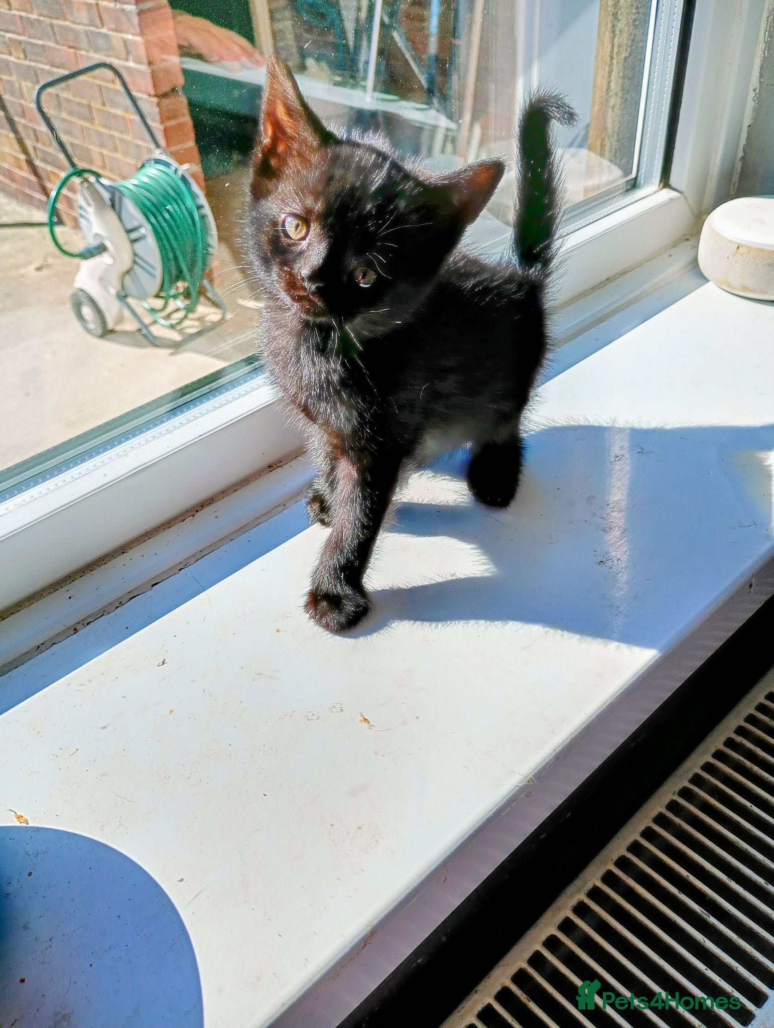 Mixed Breed cats 5 black kittens one little boy left  - Advert 11
