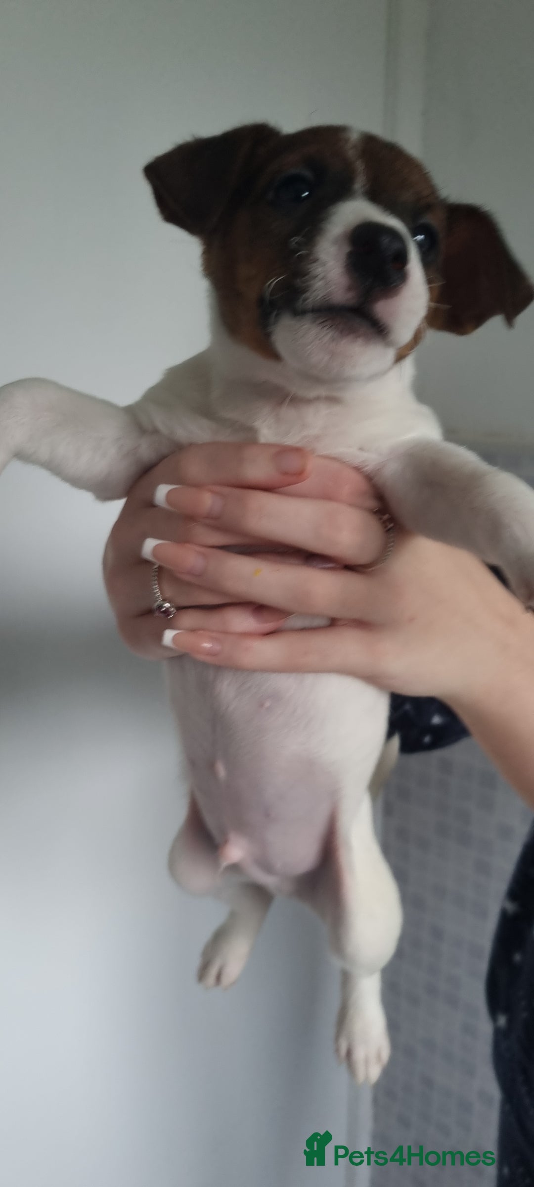 Jack Russell dogs for sale: Jack Russel puppies  - Advert 19