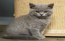 British Shorthair cats for sale: British Shorthair Kittens – Only 2 Left, Ready Now - Image 4