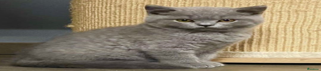 British Shorthair Kitten 3