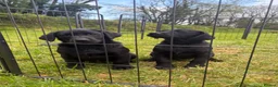 Labrador Retriever dogs for sale: 2 boys left Kc registered Labrador puppies   - Advert 7