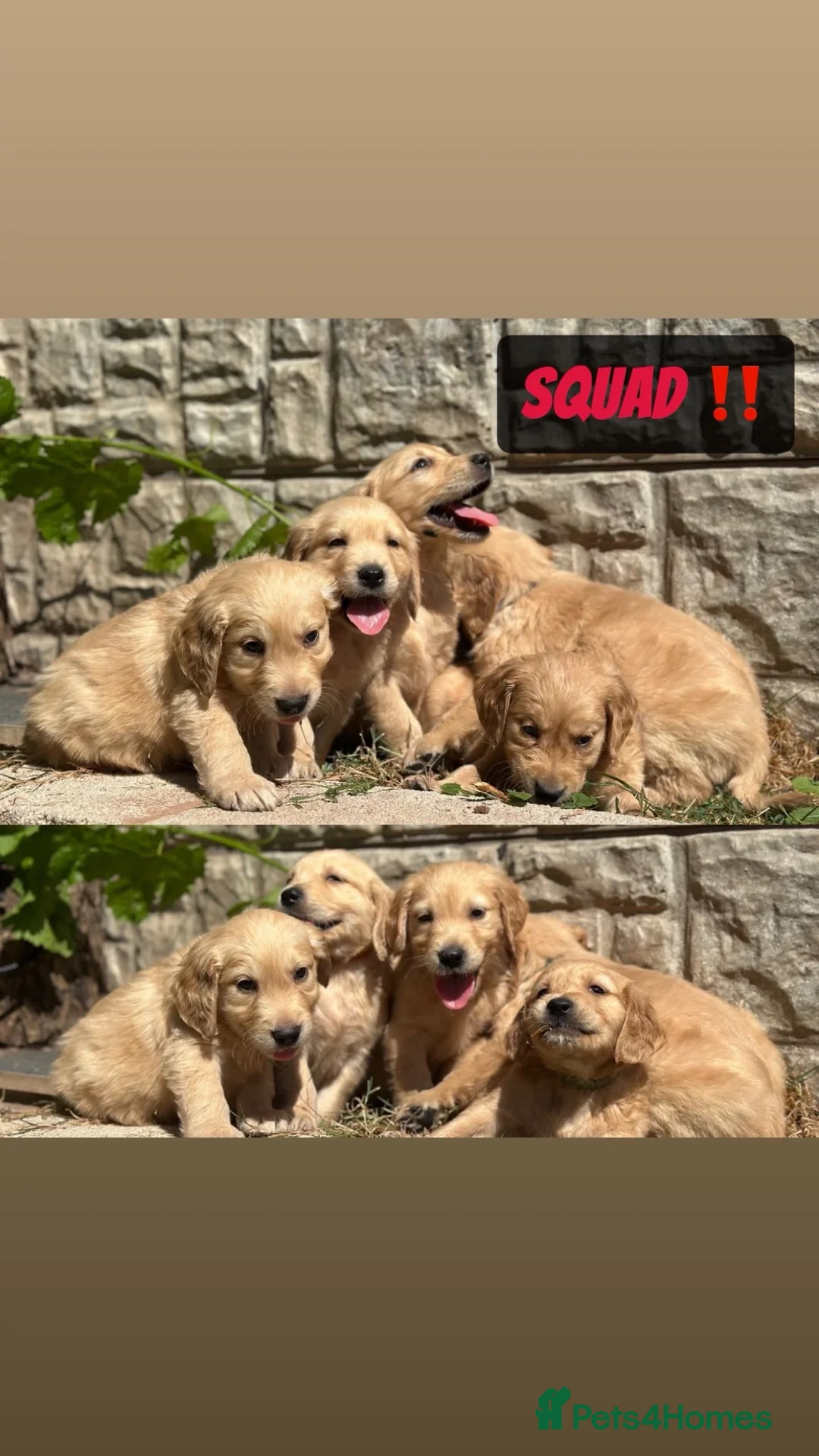 Golden Retriever dogs for sale: READY NOW 🏠 PEDIGREE GOLDEN RETRIEVER PUPPIES - Advert 1
