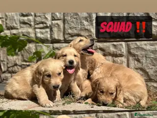 Golden Retriever dogs READY NOW 🏠 PEDIGREE GOLDEN RETRIEVER PUPPIESُ - Advert 1