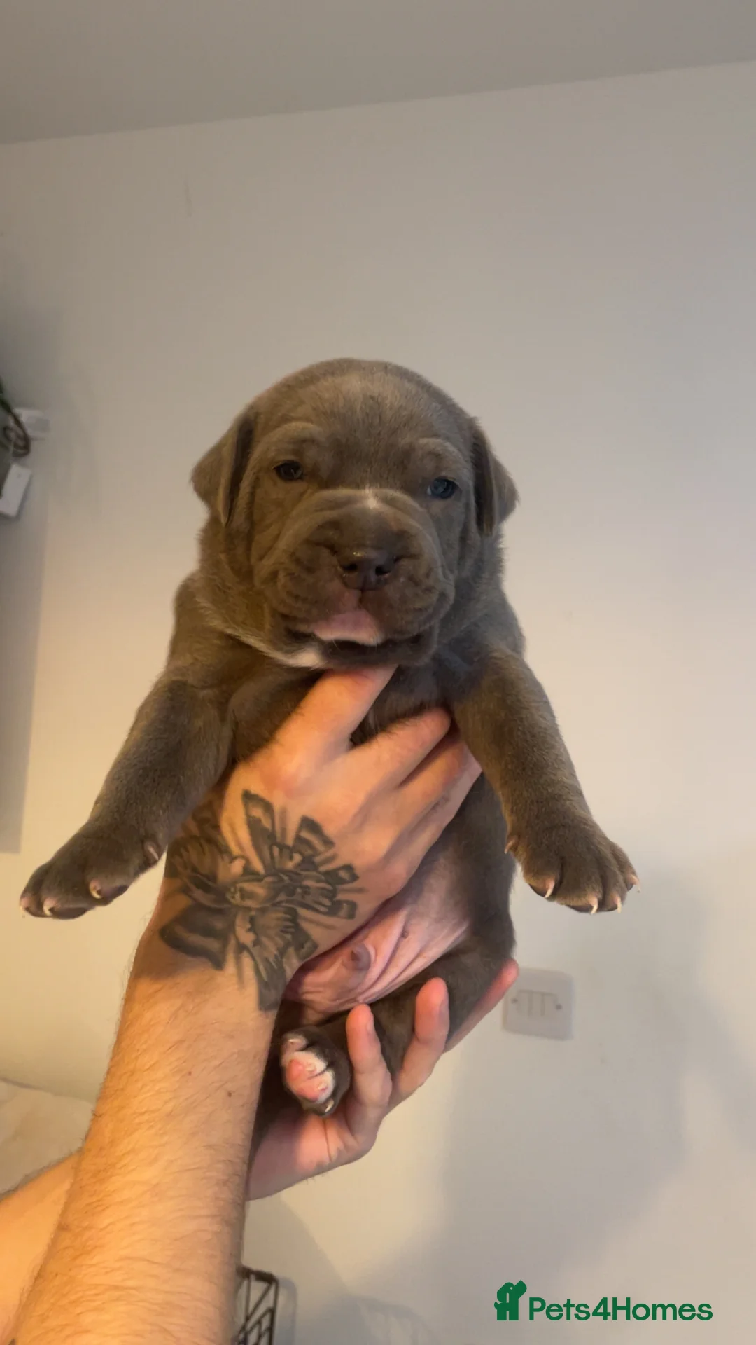 Staffordshire Bull Terrier dogs for sale: Blue staffie puppies   - Advert 26