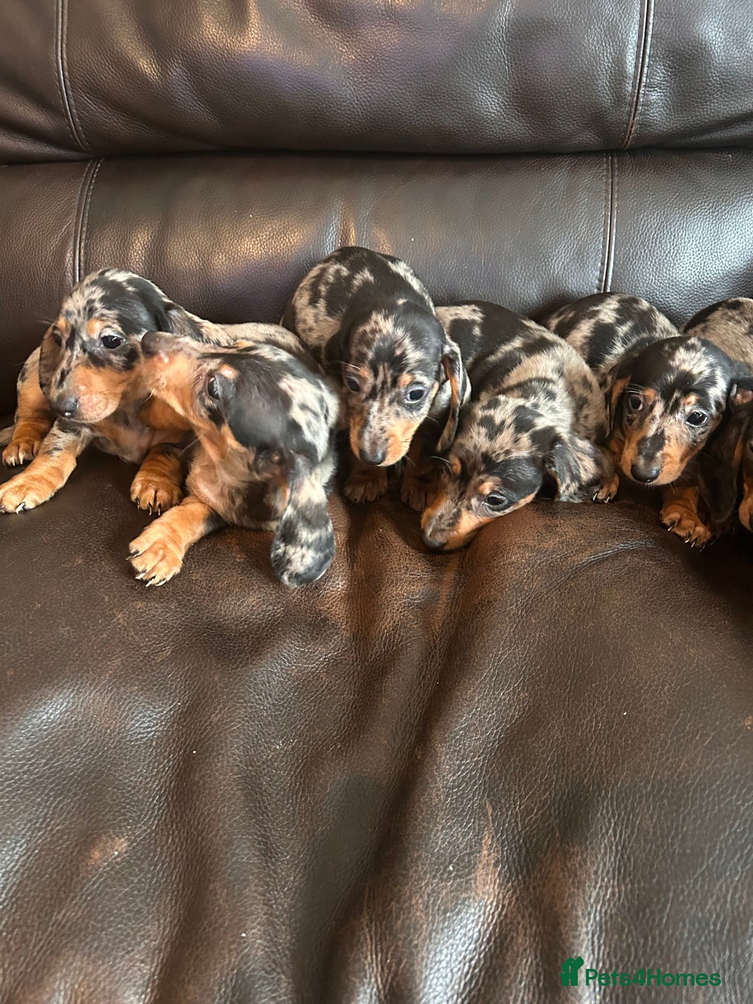 Miniature Dachshund dogs for sale: Dachshund puppies boys and girls ready now - Advert 30
