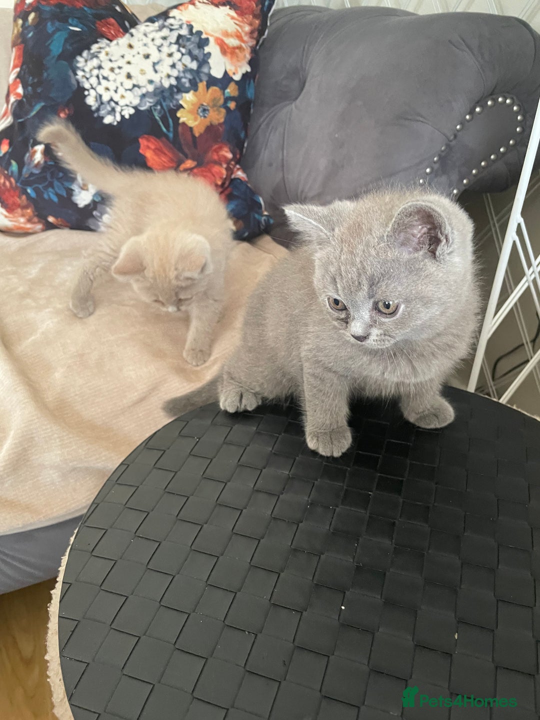 British Shorthair cats for sale: Four tiny heart-stealers looking for loving home - Image 8