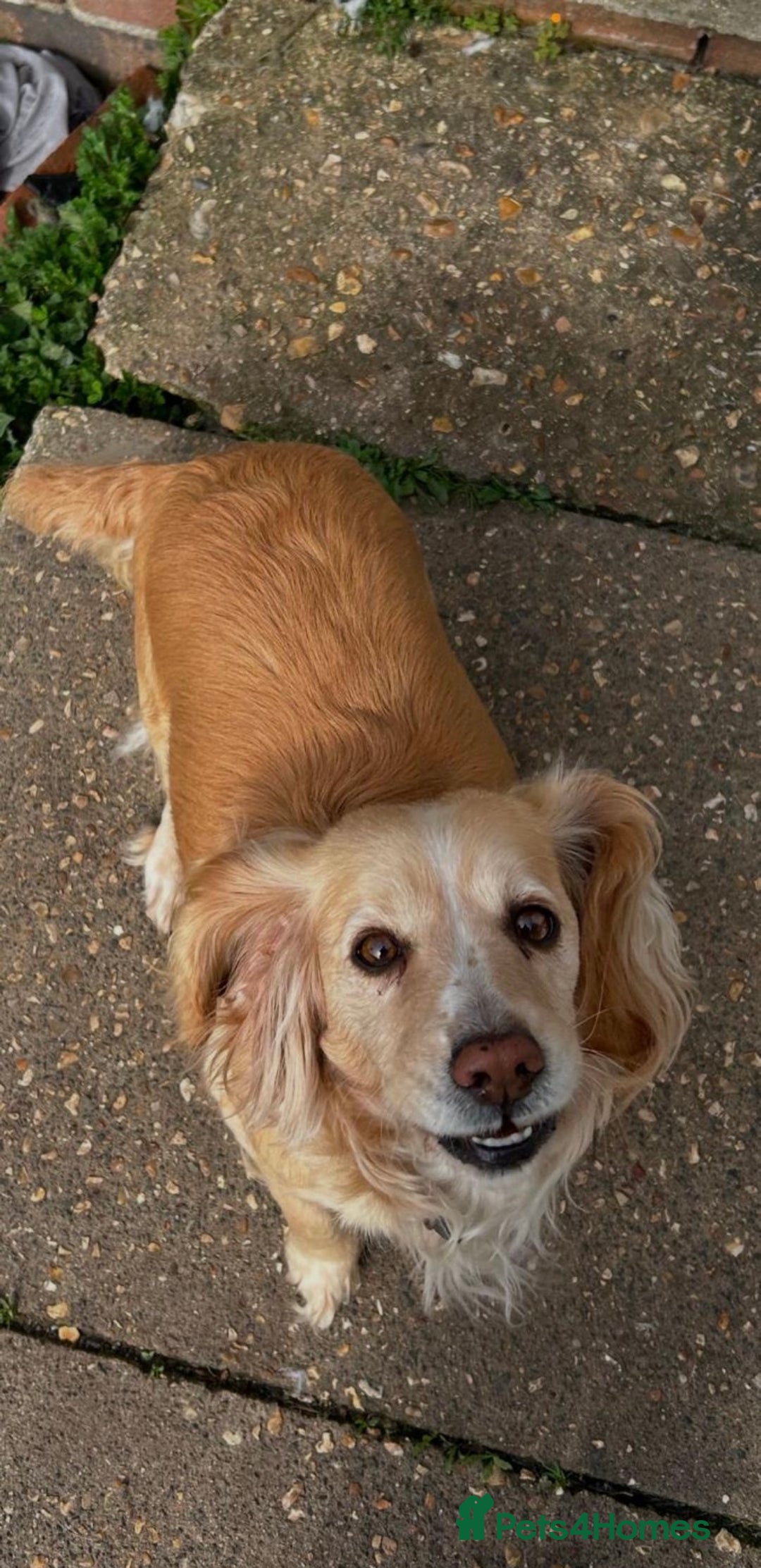 Cocker Spaniel dogs for sale: Cocker spaniel  - Advert 2