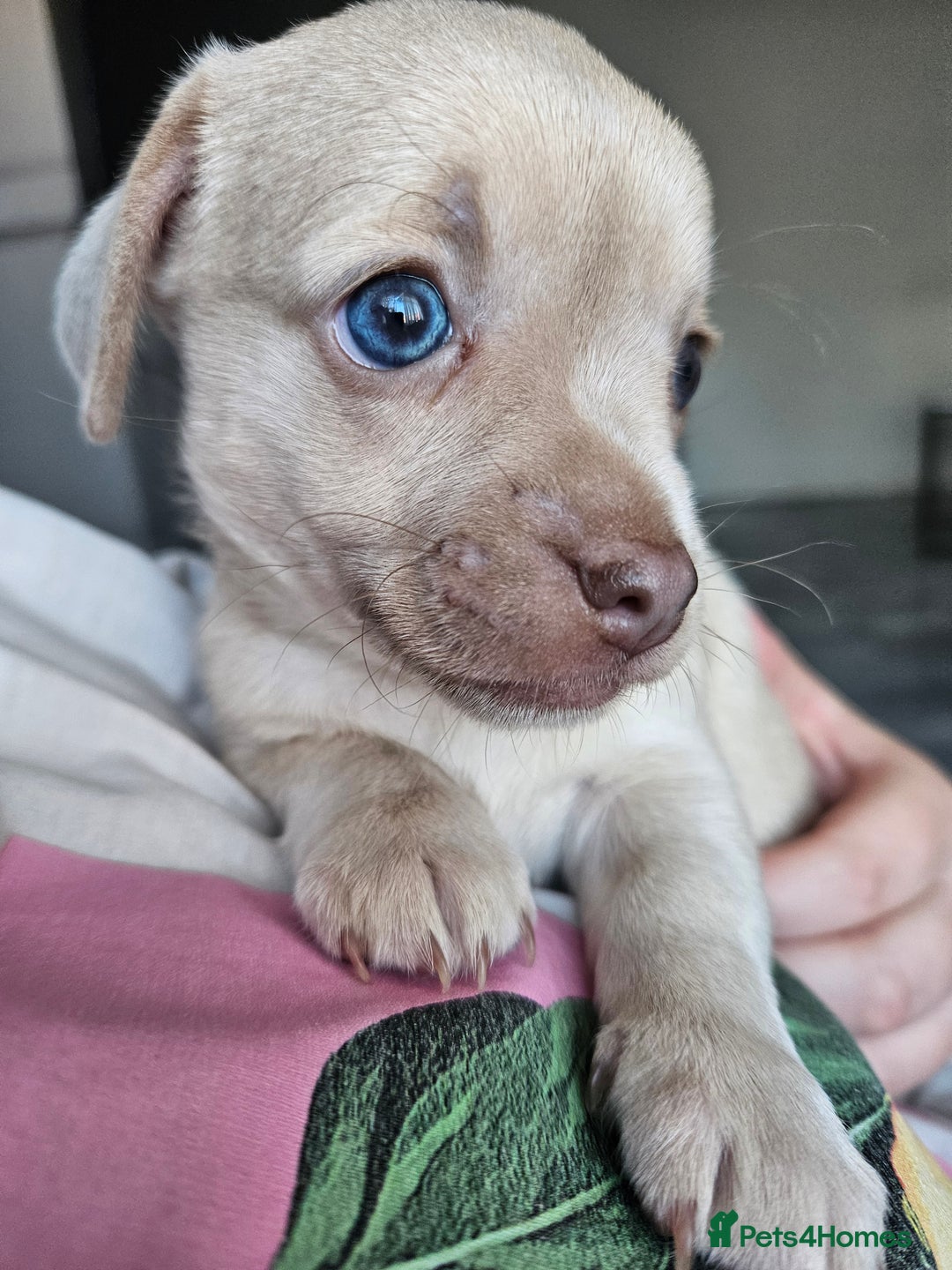 Mixed Breed dogs for sale: French chihuahuas for sale  - Image 1