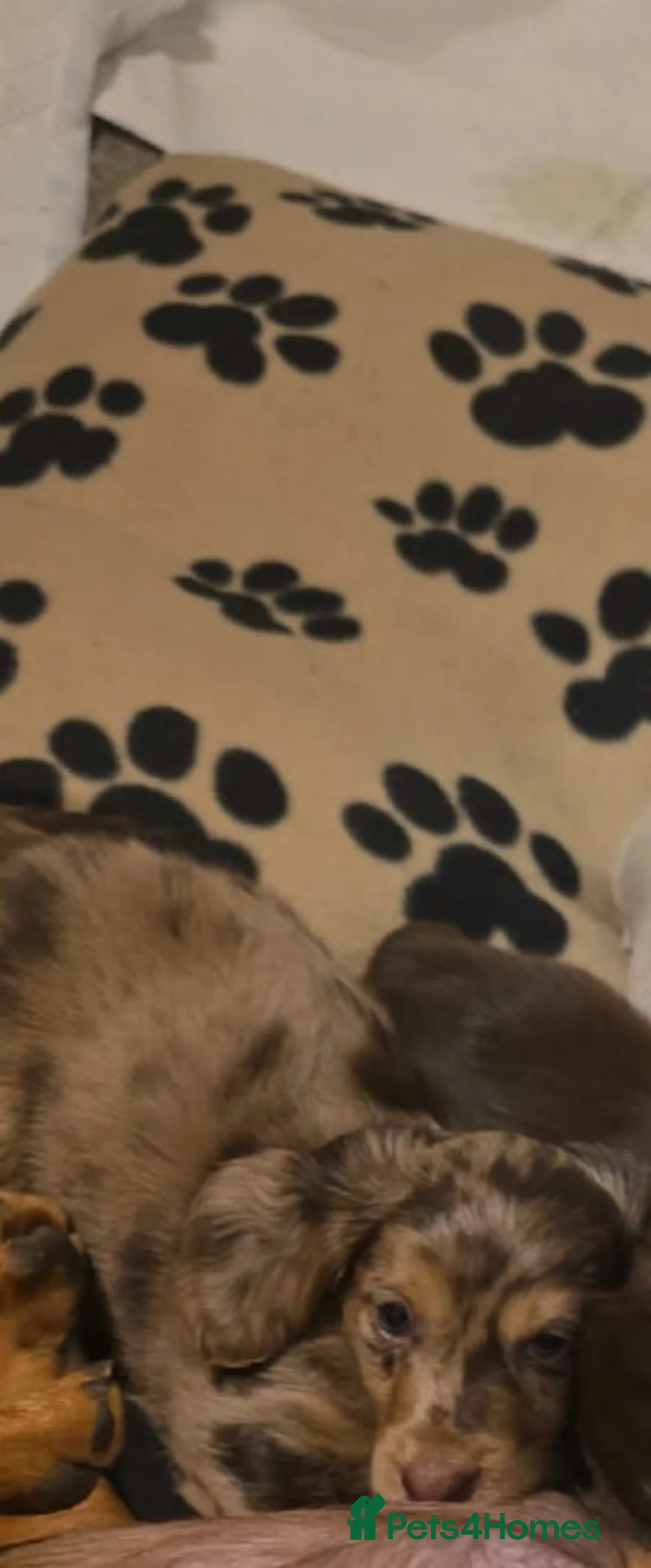 Miniature Dachshund dogs for sale: Family‑Raised Miniature Dachshund Puppies - Advert 2