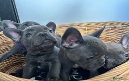 French Bulldog dogs for sale: Solid Blue French Bulldog  - Image 1
