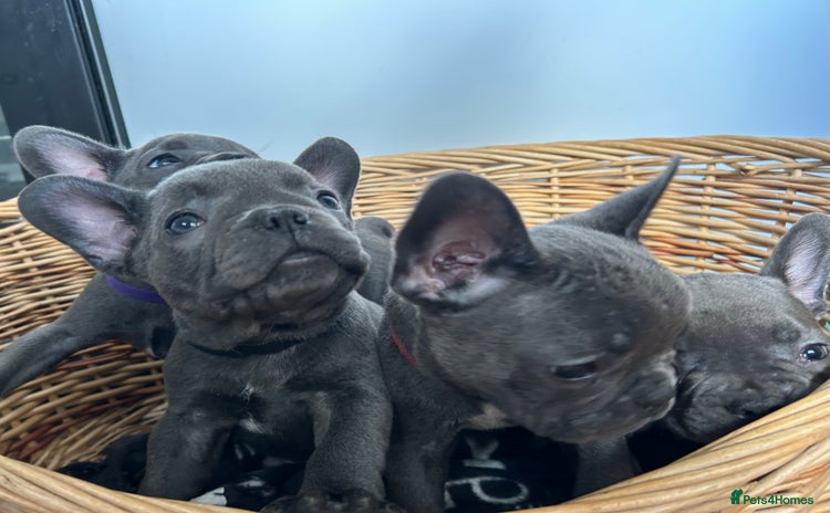 French Bulldog dogs - Advert 2