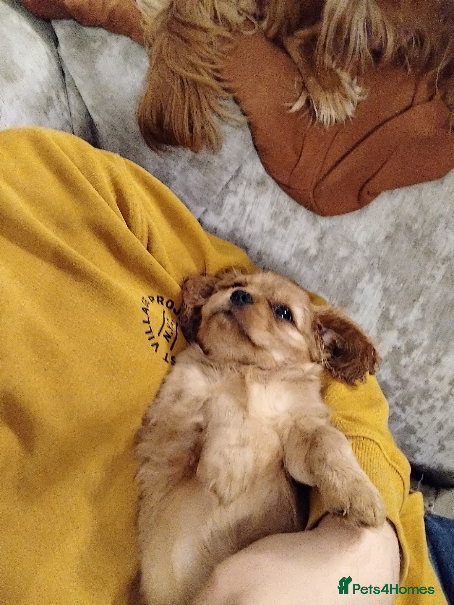 Cavalier King Charles Spaniel dogs Exceptional, ruby pure bred Cavaliers - Advert 2