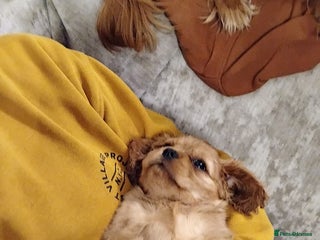Cavalier King Charles Spaniel dogs Exceptional, ruby pure bred Cavaliers - Advert 2
