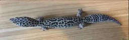 Leopard Gecko reptiles for sale: Leopard Gecko with Full Vivarium Setup in Egham - Advert 1