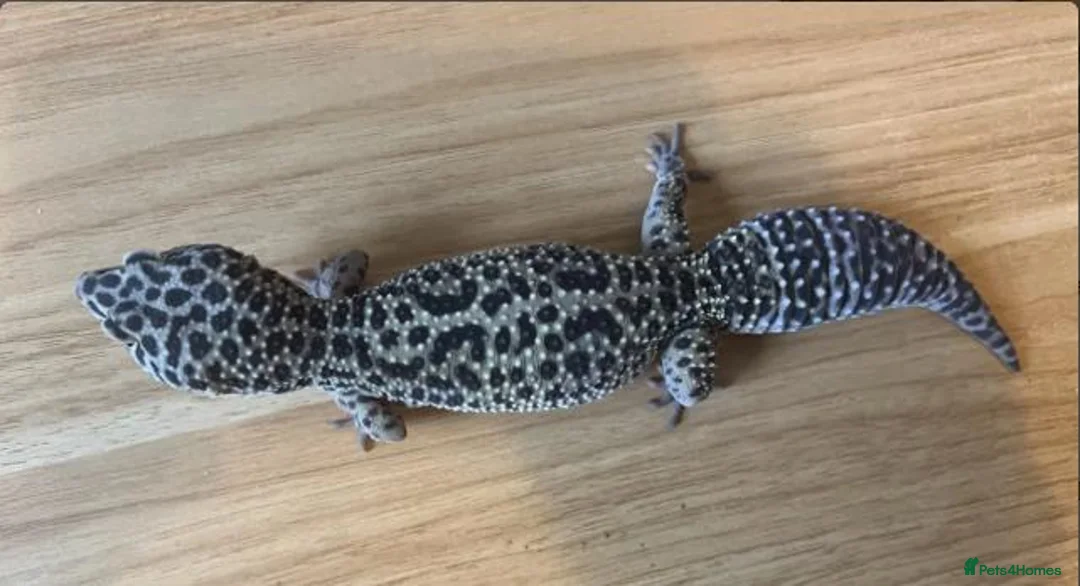 Leopard Gecko reptiles for sale: Leopard Gecko with Full Vivarium Setup in Egham - Advert 1