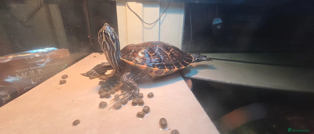 Turtle reptiles for sale: Aquatic turtles for sale. in London - Advert 6