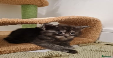 Maine Coon cats - Advert 9